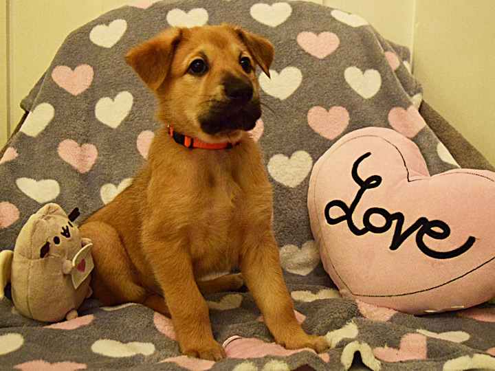 chinook puppy